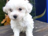 Güzeller Güzeli Maltese Yavrularımız