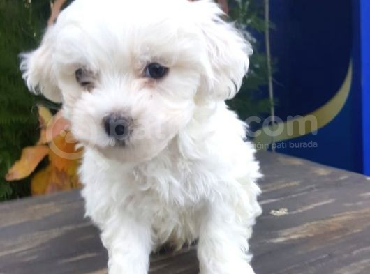 Güzeller Güzeli Maltese Yavrularımız görsel