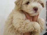 Maltipoo Yavrularımız Yeni Ailesini Beklemekte