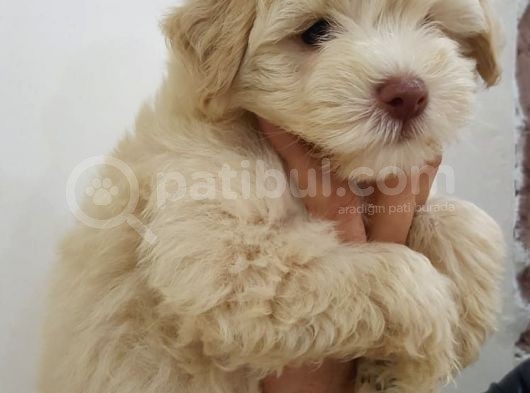 Maltipoo Yavrularımız Yeni Ailesini Beklemekte görsel