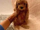 Ailenizin Minik Üyesi Toy Poodle