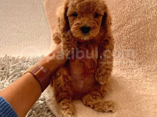 Ailenizin Minik Üyesi Toy Poodle görsel