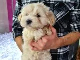Güzeller Güzeli Maltipoo kızımız
