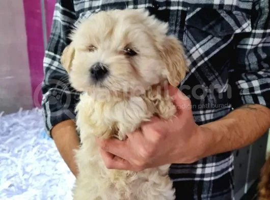 Güzeller Güzeli Maltipoo Kızımız