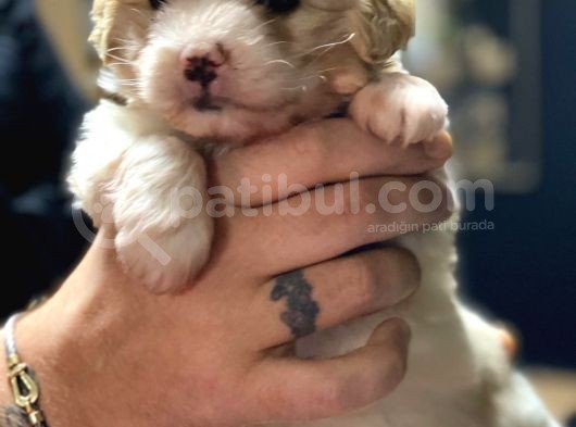 Irk Garantili Maltipoo Yavrular görsel