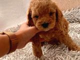 Toy Poodle Oğlumuz Geldi̇