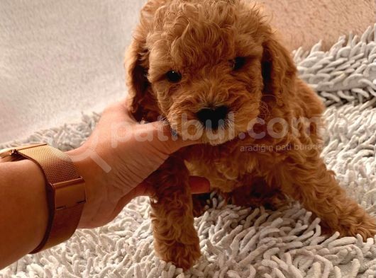 Toy Poodle Oğlumuz Geldi̇ görsel