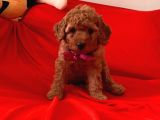 Antialerjik Tüy Yapısına Sahip Toy Poodle Yavrular