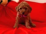 Antialerjik Tüy Yapısına Sahip Toy Poodle Yavrular