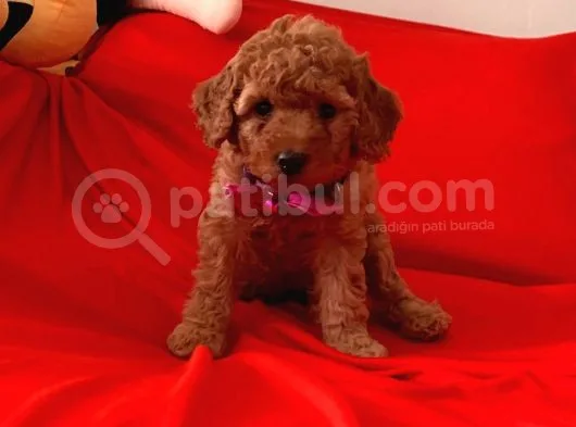 Antialerjik Tüy Yapısına Sahip Toy Poodle Yavrular