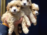 Sağlık Garantili 2.5 Aylık Maltipoo Yavrular