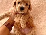 Ailenizin Minik Üyesi Red Poodle