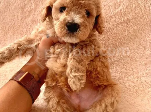 Ailenizin Minik Üyesi Red Poodle