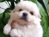 Ailenizin Minik Üyesi Maltese