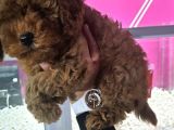 Safkan Poodle Yavrularımız