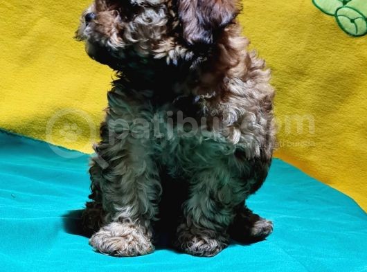 Şirin Mi Şirin Toy Poodle Yavrular görsel