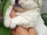 Ailenizin Minik Üyesi Maltese