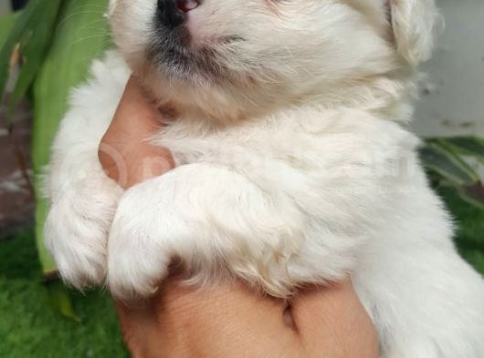 Ailenizin Minik Üyesi Maltese görsel