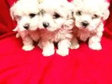 Ailenizin Minik Üyesi Maltese
