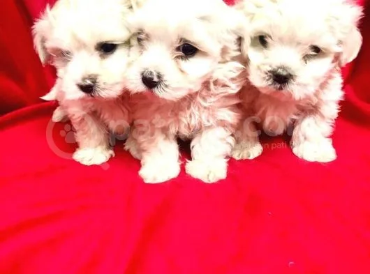Ailenizin Minik Üyesi Maltese