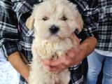 Güzeller Güzeli Maltipoo Kızımız