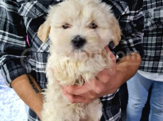 Güzeller Güzeli Maltipoo Kızımız görsel