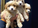 En Güzeli Bizde Sevenlerine Duyrulur
