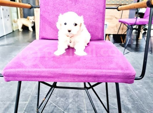 Güzeller Güzeli Maltese Yavrularımız görsel