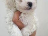 Güzeller Güzeli Maltese Yavrularımız