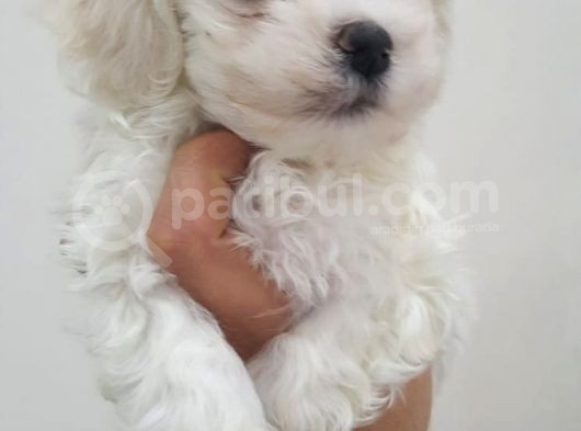 Güzeller Güzeli Maltese Yavrularımız görsel