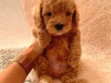Günü Gelen Aşilari Yapilmiş Red Poodle
