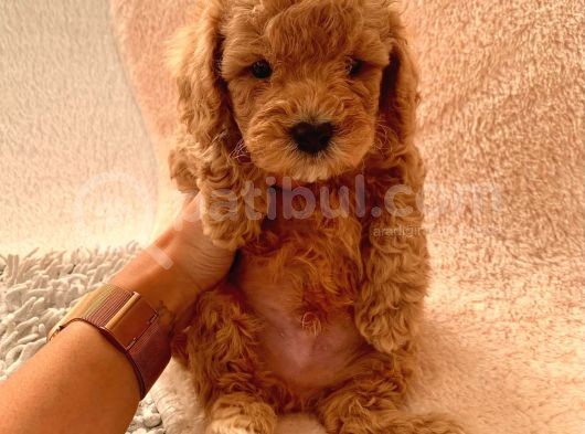 Günü Gelen Aşilari Yapilmiş Red Poodle görsel