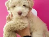 Maltipoo Yavrularımız Yeni Ailesini Beklemekte