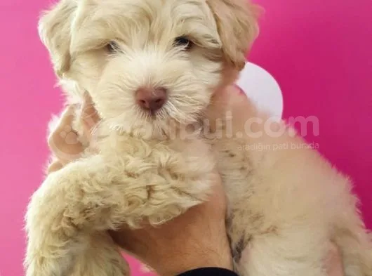 Maltipoo Yavrularımız Yeni Ailesini Beklemekte