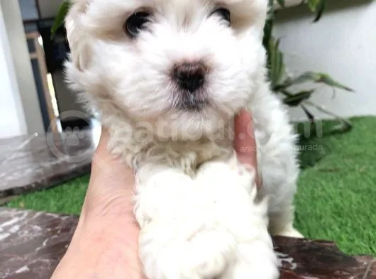 Güzeller Güzeli Maltese Yavrularımız