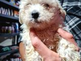 Pet Egitimli Maltipoo Yavrular