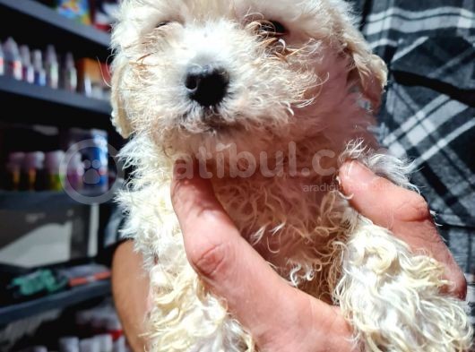 Pet Egitimli Maltipoo Yavrular görsel