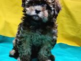 Antialerjik Tüy Yapısına Sahip Toy Poodle Yavrular