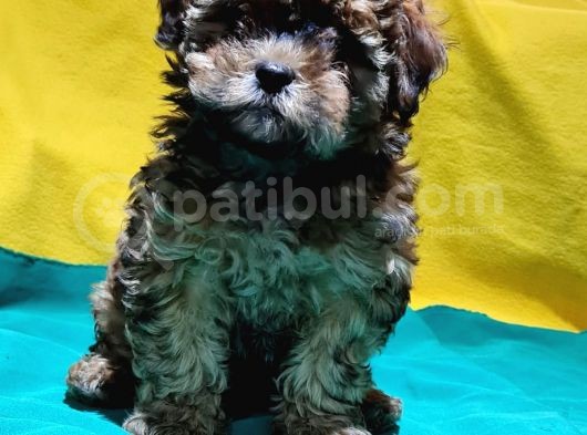 Antialerjik Tüy Yapısına Sahip Toy Poodle Yavrular görsel
