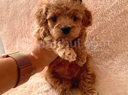 Ailenizin Minik Üyesi Toy Poodle görsel