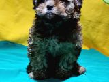 Şirin Mi Şirin Toy Poodle Yavrular