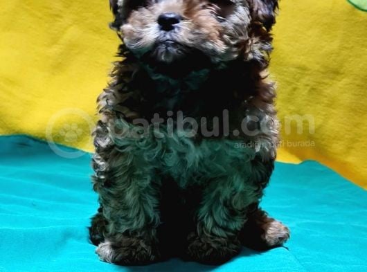 Şirin Mi Şirin Toy Poodle Yavrular görsel