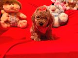Antialerjik Tüy Yapısına Sahip Toy Poodle Yavrular