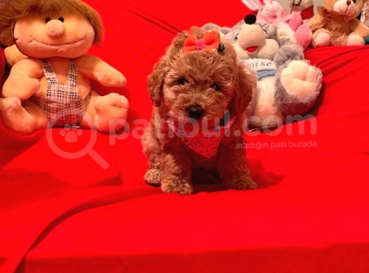 Antialerjik Tüy Yapısına Sahip Toy Poodle Yavrular görsel