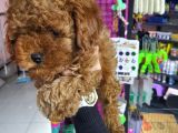 Toy Poodle Yavrularımız