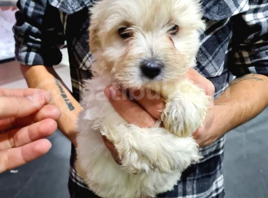 Pet Egitimli Maltipoo Yavrular görsel