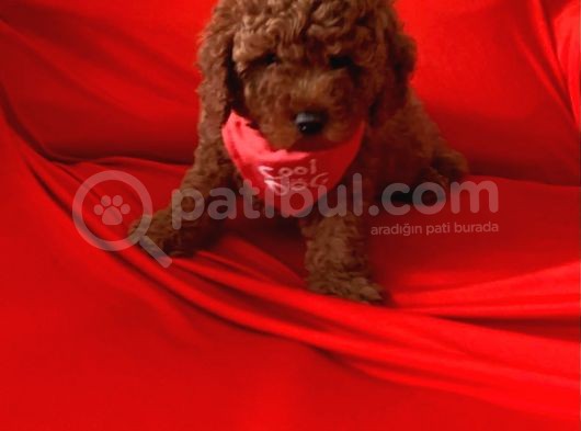 Antialerjik Tüy Yapısına Sahip Toy Poodle Yavrular görsel