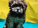Antialerjik Tüy Yapısına Sahip Toy Poodle Yavrular