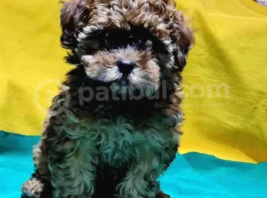 Antialerjik Tüy Yapısına Sahip Toy Poodle Yavrular