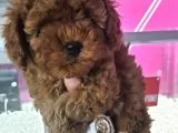 Safkan Poodle Yavrularımız